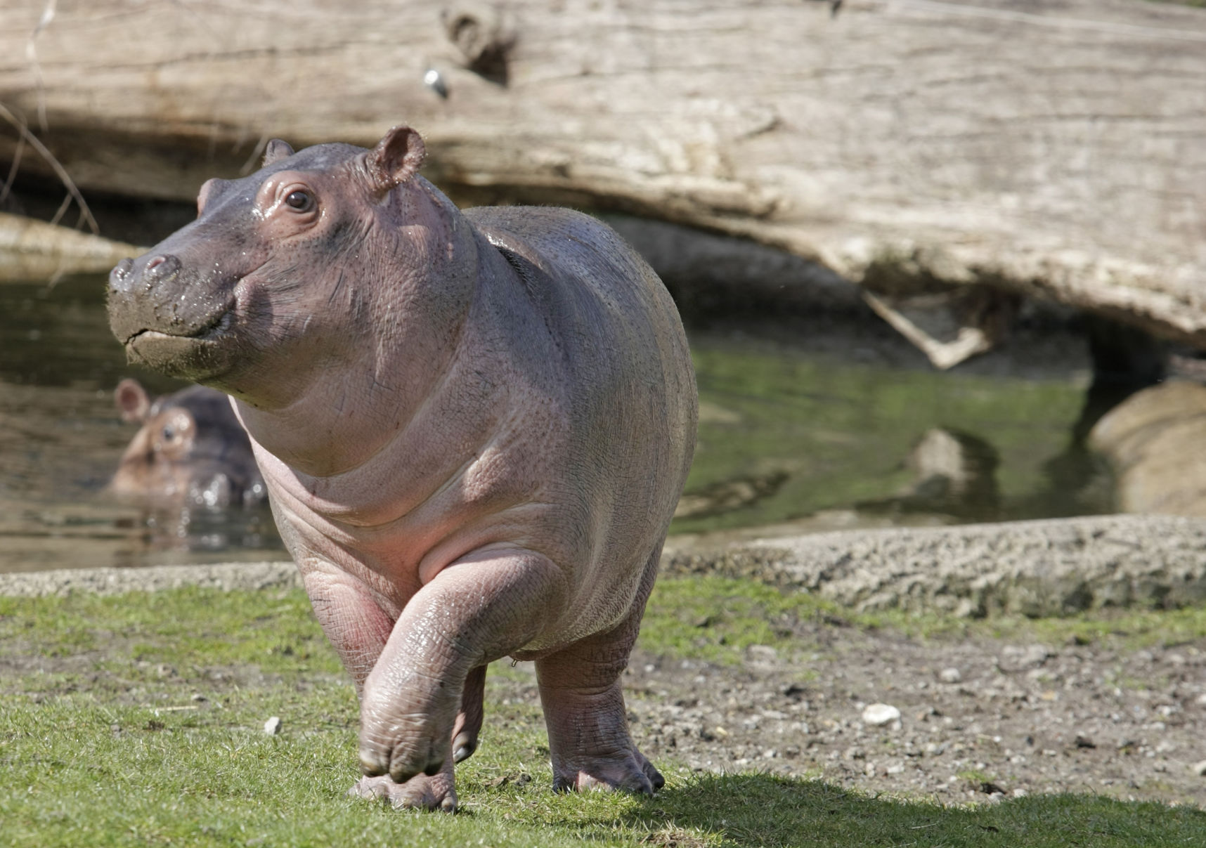 Hippopotamus Fact #9